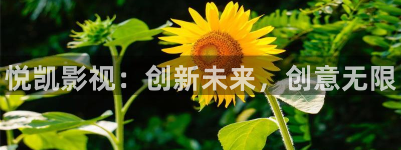 四虎好看影院：悦凯影视：创新未来，创意无限